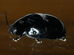 Paropsisterna morio