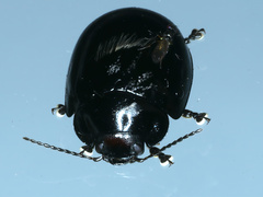 Paropsisterna morio