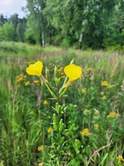 Oenothera × fallax