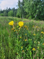 Oenothera × fallax