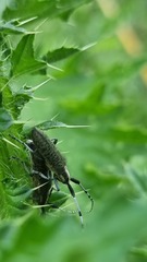 Agapanthia villosoviridescens