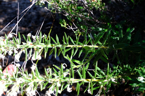 Image of Grevillea uncinulata by (c) Peter Crowcroft, some rights reserved (CC BY)