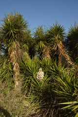 Yucca aloifolia