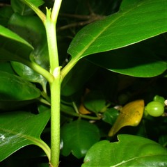 Coprosma macrocarpa macrocarpa