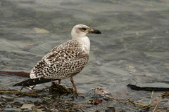 Larus marinus