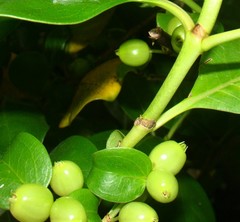 Coprosma macrocarpa macrocarpa