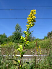 Solidago × niederederi