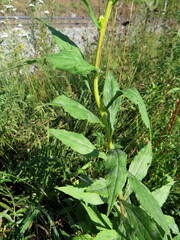 Solidago × niederederi