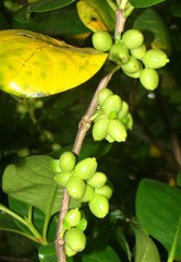 Coprosma macrocarpa macrocarpa