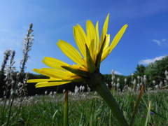 Tragopogon orientalis
