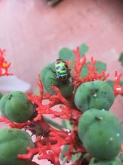 Chrysocoris stollii