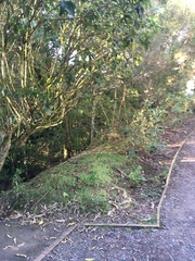 Melicytus ramiflorus