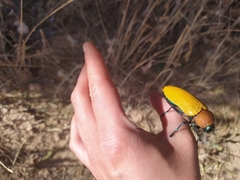 Julodimorpha bakewelli