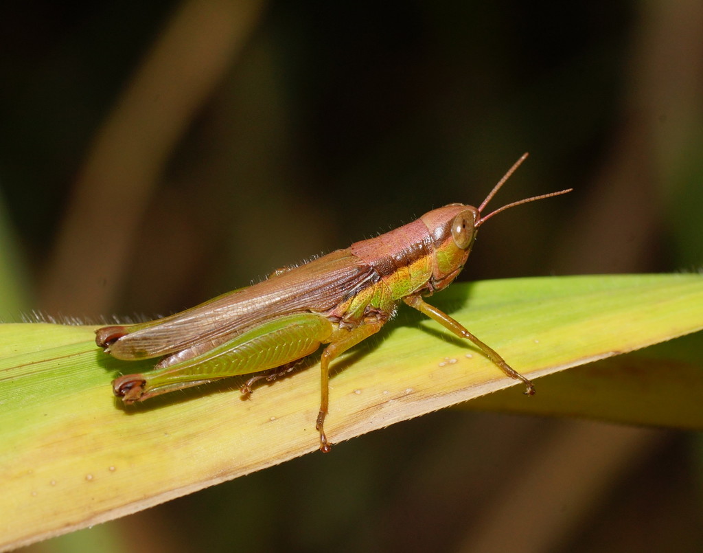 Rice Grasshoppers and Allies