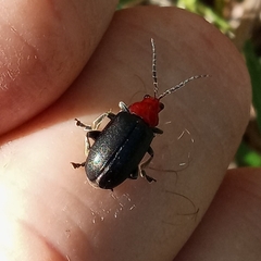 Cacoscelis nigripennis