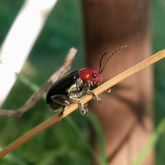 Cacoscelis nigripennis