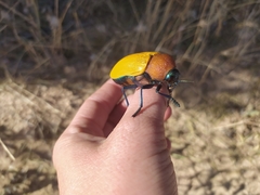 Julodimorpha bakewelli