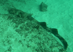 Orectolobus maculatus