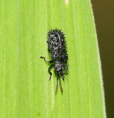 Hispellinus