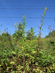 Solidago × niederederi