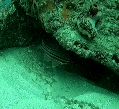 Ostorhinchus limenus