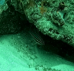 Ostorhinchus limenus