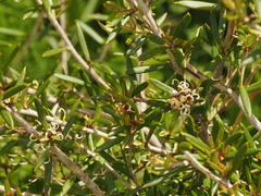 Grevillea australis