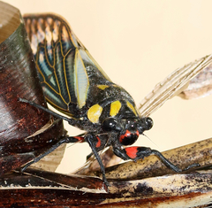 Distantalna splendida