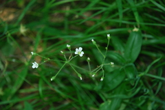 Cerastium pauciflorum