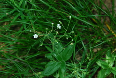 Cerastium pauciflorum
