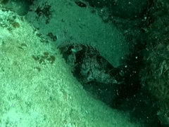 Hypoplectrodes nigroruber