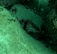 Hypoplectrodes nigroruber