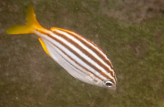 Atypichthys strigatus