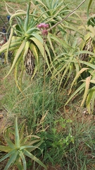 Campuloclinium macrocephalum