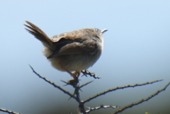Cisticola fulvicapilla