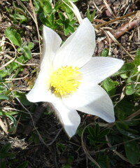 Pulsatilla vernalis