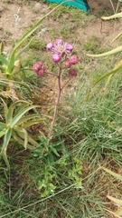 Campuloclinium macrocephalum