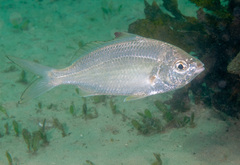 Gerres subfasciatus