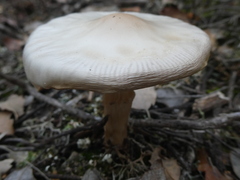 Limacella