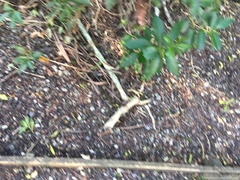 Melicytus ramiflorus ramiflorus