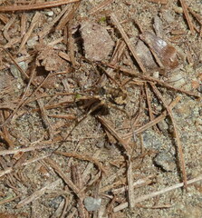 Phalangiinae