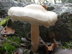 Limacella