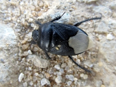 Cydnus aterrimus