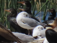 Chroicocephalus cirrocephalus poiocephalus