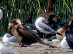 Chroicocephalus cirrocephalus poiocephalus
