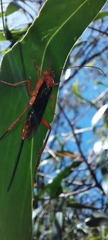 Lissopimpla