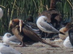 Chroicocephalus cirrocephalus poiocephalus
