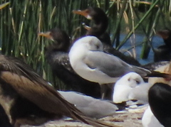 Chroicocephalus cirrocephalus poiocephalus