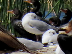 Chroicocephalus cirrocephalus poiocephalus