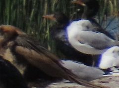 Chroicocephalus cirrocephalus poiocephalus